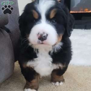 Zoey, Bernese Mountain Dog Puppy