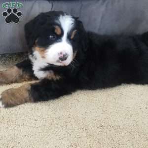 Zoey, Bernese Mountain Dog Puppy