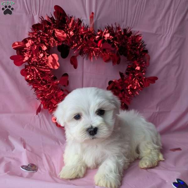 Romeo, Maltese Puppy