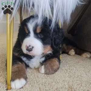 Zoey, Bernese Mountain Dog Puppy