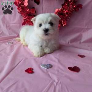 Sunshine, Maltese Puppy