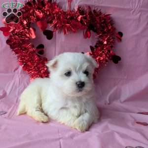 Sunshine, Maltese Puppy