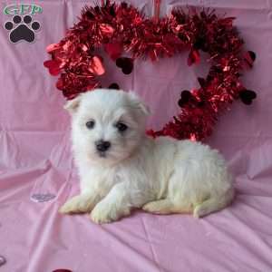 Sunshine, Maltese Puppy