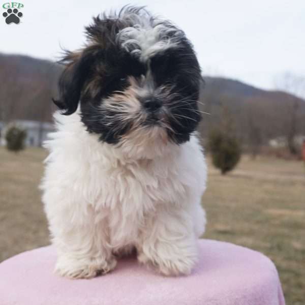 Lacy, Shih Tzu Puppy