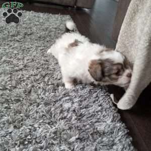 Button, Shih-Poo Puppy