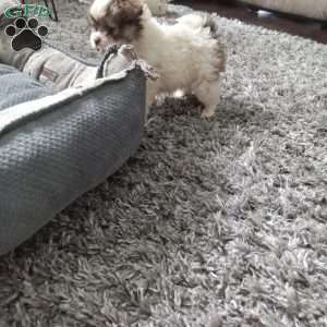 Button, Shih-Poo Puppy