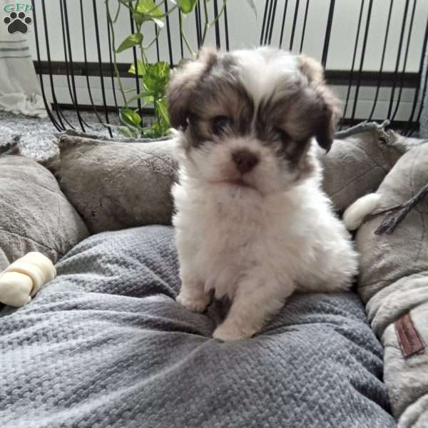 Button, Shih-Poo Puppy