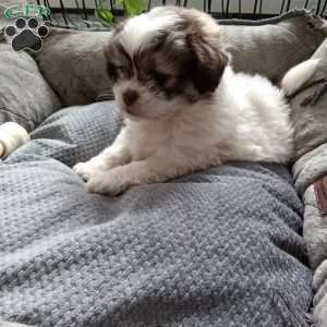 Button, Shih-Poo Puppy