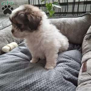 Button, Shih-Poo Puppy