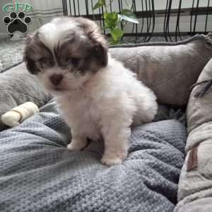 Button, Shih-Poo Puppy