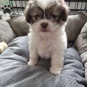 Button, Shih-Poo Puppy