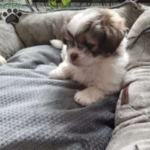 Button, Shih-Poo Puppy