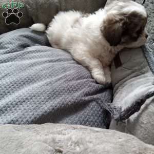 Button, Shih-Poo Puppy