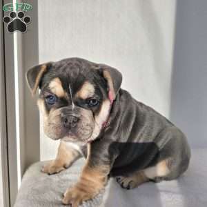 Diamond, English Bulldog Puppy