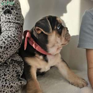 Diamond, English Bulldog Puppy