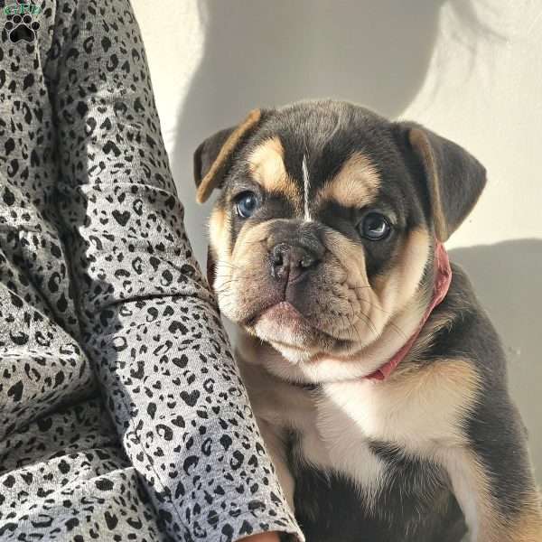 Diamond, English Bulldog Puppy