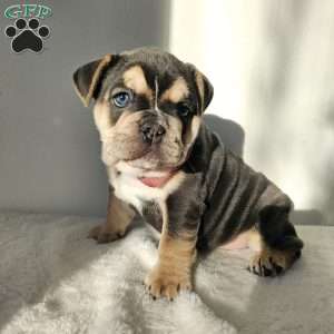 Diamond, English Bulldog Puppy
