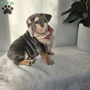Diamond, English Bulldog Puppy