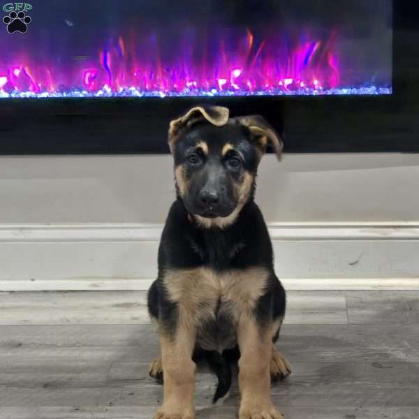 Belle, German Shepherd Puppy