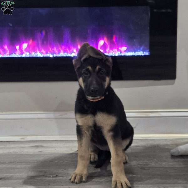 Jasmine, German Shepherd Puppy