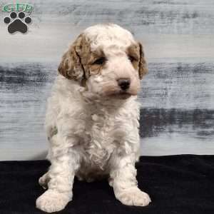 Odie, Miniature Poodle Puppy