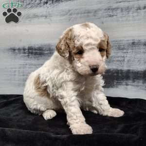 Odie, Miniature Poodle Puppy