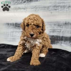 Orbit, Miniature Poodle Puppy