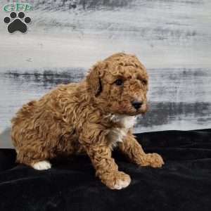 Orbit, Miniature Poodle Puppy