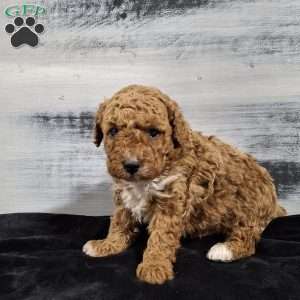 Orbit, Miniature Poodle Puppy