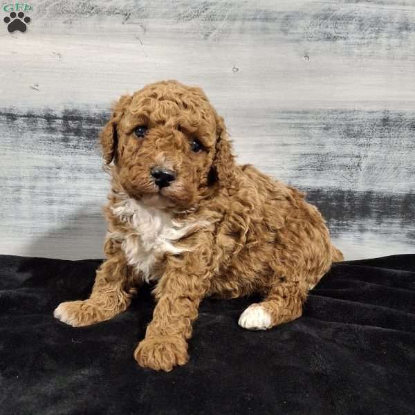 Orbit, Miniature Poodle Puppy