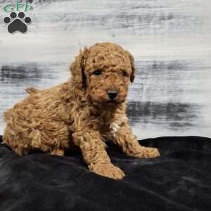 Oscar, Miniature Poodle Puppy