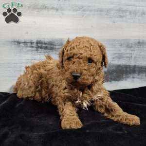 Oscar, Miniature Poodle Puppy