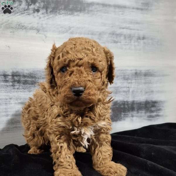 Oscar, Miniature Poodle Puppy