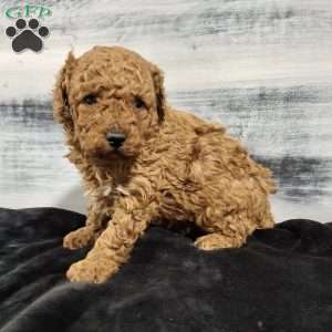 Oscar, Miniature Poodle Puppy