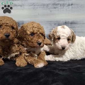 Orbit, Miniature Poodle Puppy