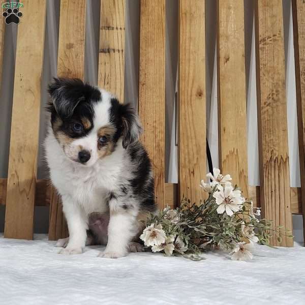 Charlie, Miniature Australian Shepherd Puppy
