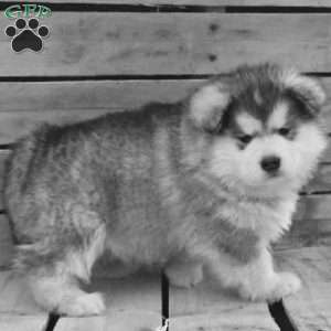 Ocean, Alaskan Malamute Puppy