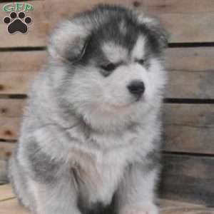 Ocean, Alaskan Malamute Puppy