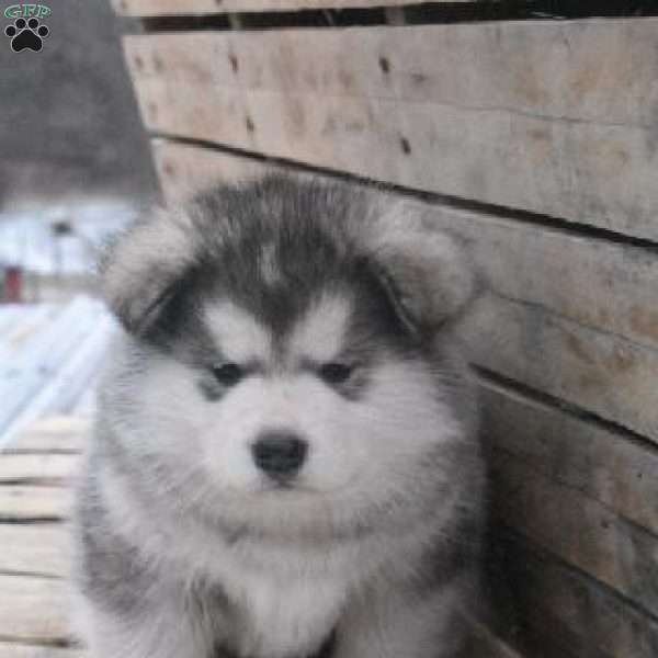 Ocean, Alaskan Malamute Puppy