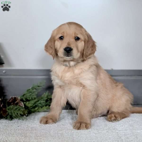 Dexter, Golden Retriever Puppy