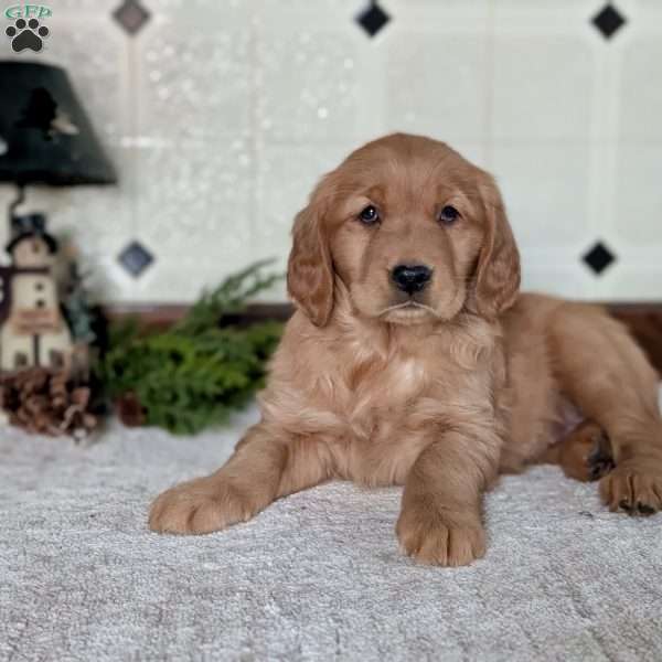 Daisy, Golden Retriever Puppy