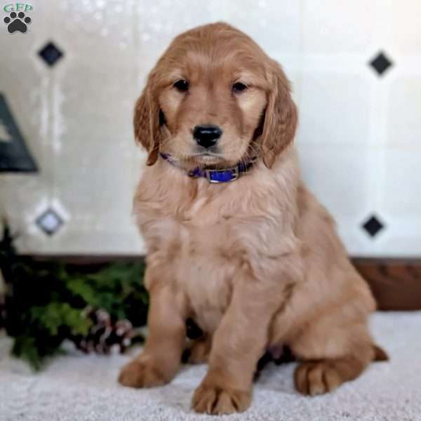 Dixie, Golden Retriever Puppy
