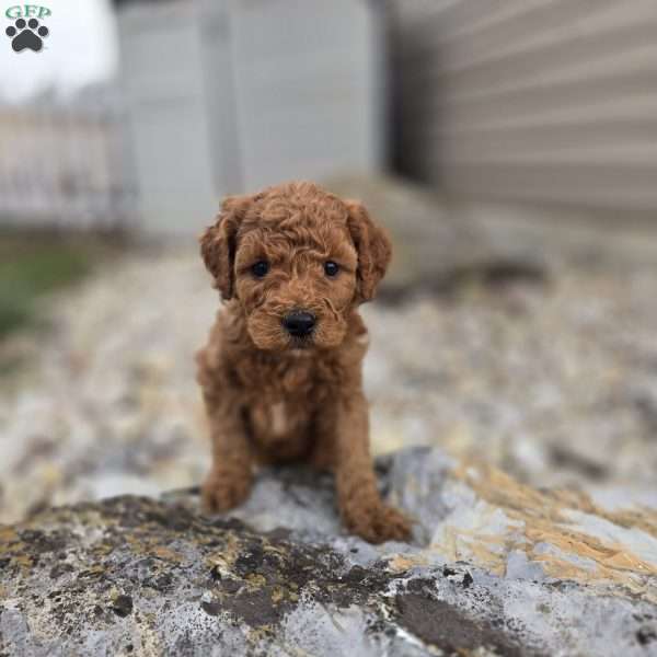 Copper, Nova Scotia Duck Tolling Retriever Mix Puppy