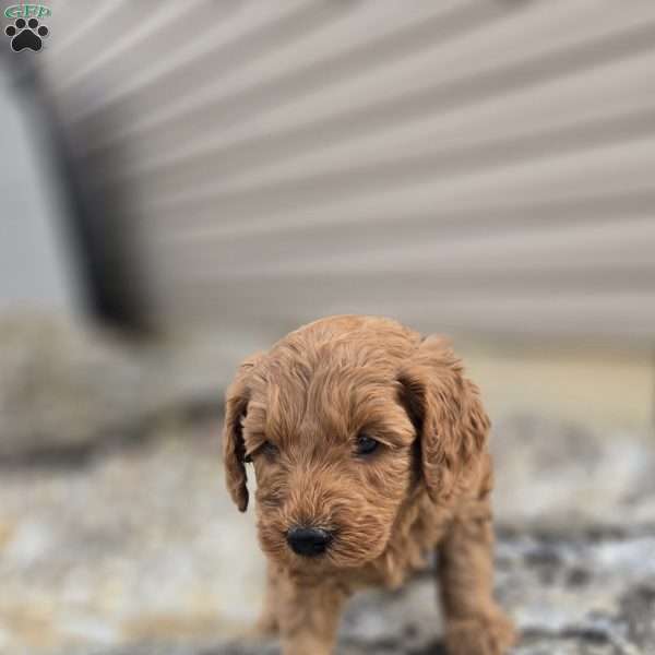 Tucker, Nova Scotia Duck Tolling Retriever Mix Puppy