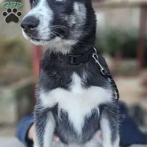 Penny, Siberian Husky Puppy