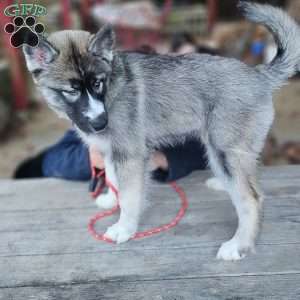 Lavender, Siberian Husky Puppy