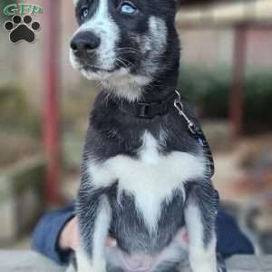 Penny, Siberian Husky Puppy