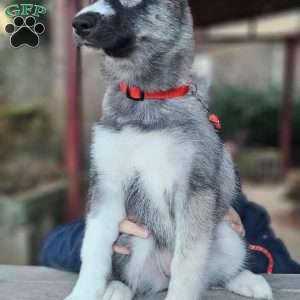 Lavender, Siberian Husky Puppy