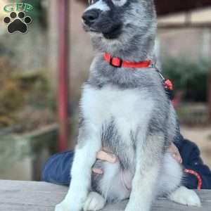 Lavender, Siberian Husky Puppy