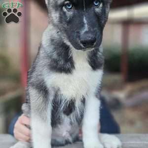 Blue, Siberian Husky Puppy